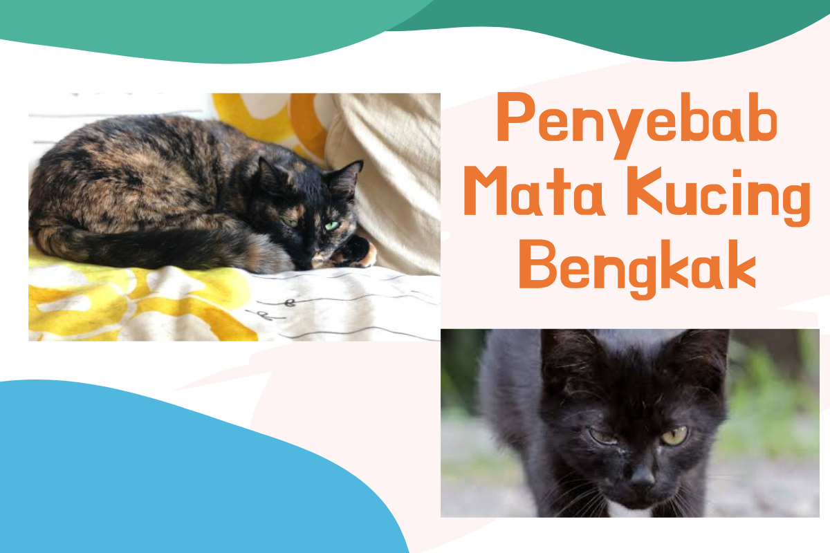 Pemilik Kucing Tidak Boleh Abai! Berikut 6 Penyebab Mata Kucing Membengkak yang Perlu Diwaspadai