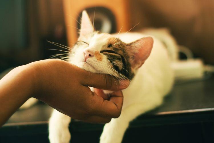 Bahasa Kucing, Cara Kucing Berterimakasih Kepada Kita Memahami Bahasa Kasih Kucing