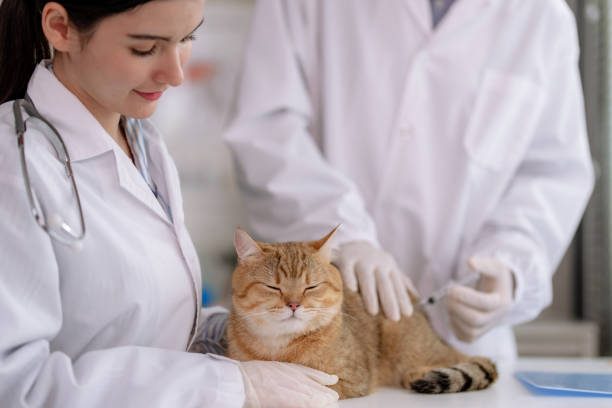 Berapa Biaya Sterilisasi Kucing Jantan dan Betina Terbaru? Simak Rincian Lengkapnya!
