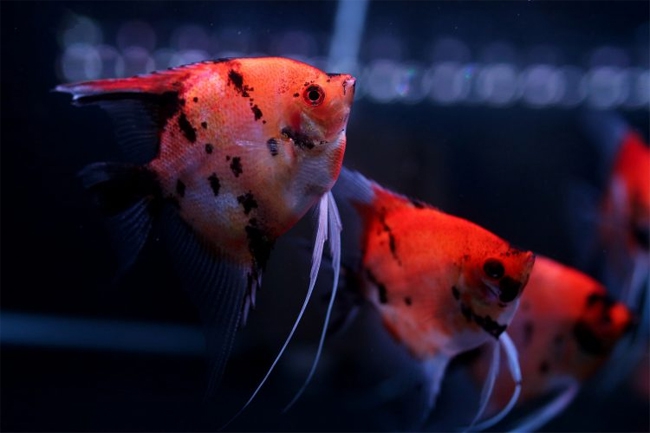 Manfish Super Makin Tegas Warna, Makin Tinggi Harga