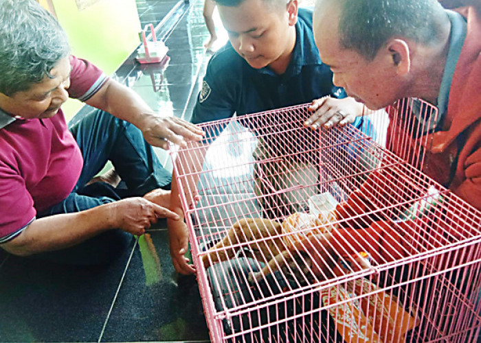 BKSDA Resort Pangandaran Melepasliarkan Seekor Kukang yang Ditemukan Warga