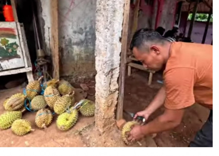 Bikin Nagih! Ini Dia Durian Si Bongkok dari Kampung Cipeuteuy Jonggol