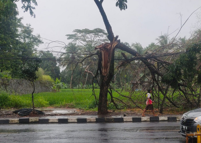 Kementerian PUPRP Seperti Tutup Mata Terkait Perawatan Pohon di Jalan Nasional Ciamis