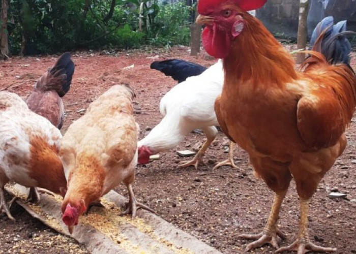 Ciri Ciri Ayam Merawang Ras Ayam Kampung Khas Bangka Belitung 