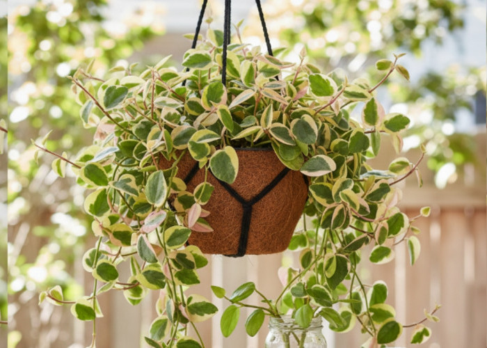 Bagaimana Agar Tanaman Hias Peperomia Bisa Rimbun Tanpa Busuk? Simak Panduan Lengkapnya!