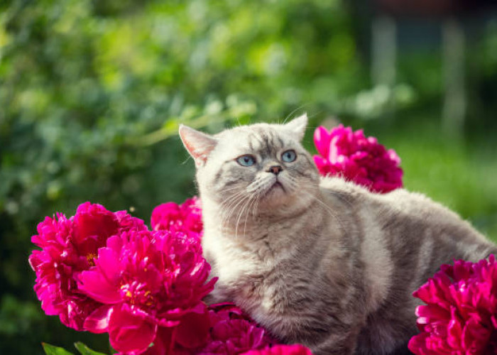 Yuk Simak! Alternatif 7 Jenis Tanaman Hias yang Aman Bagi Kucing