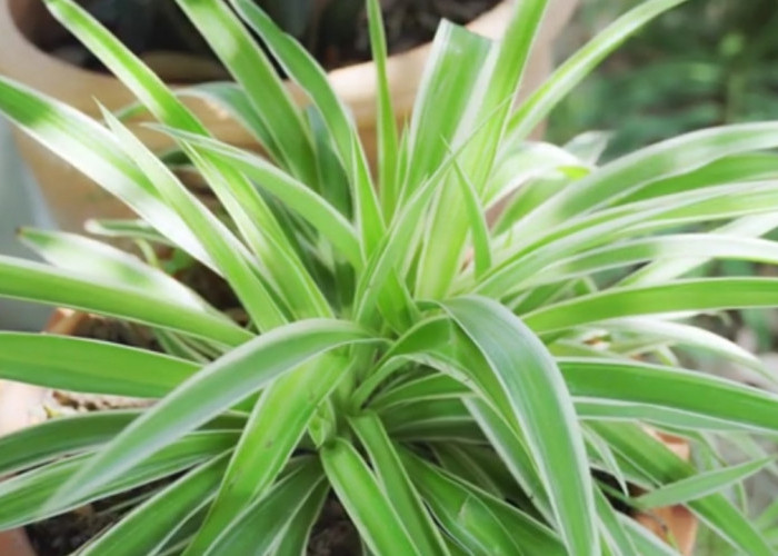 Intip! Sembilan Manfaat Spider Plant, Tanaman Hias Pembersih Udara Yang Aman Buat Hewan 