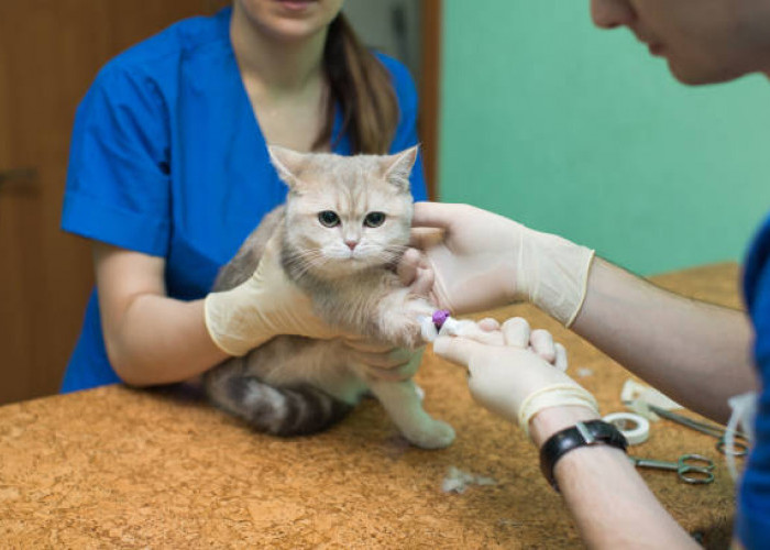 Segudang Manfaat Sterilisasi Kucing, Salah Satunya Agar Si Mpus Sehat dan Tidak Overpopulasi