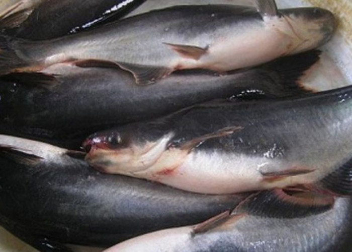 Di Klub Generasi Maju SGM Ada Paparan 10 Ikan yang Baik untuk Tumbuh Kembang Anak