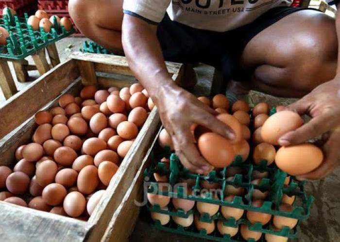 Menteri Perdagangan Zulkifli Hasan Perkirakan Harga Telur akan Kembali Normal 2 Minggu Lagi