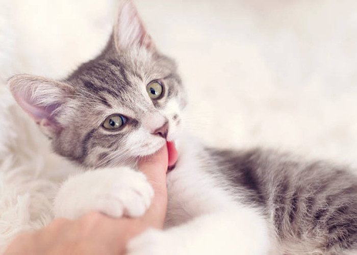Kenapa kucing sering menggigit tangan pemiliknya? Yuk, Simak 8 Alasannya!