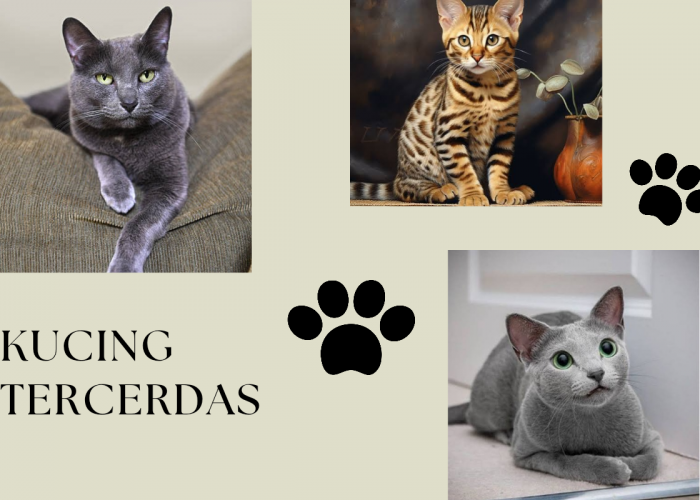 5 Ras Kucing Tercerdas yang Menarik untuk Kamu Pelihara