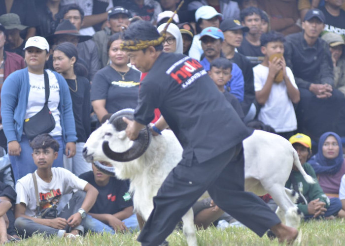 Upaya HPDKI Lestarikan Domba Garut dengan Lomba Seni Ketangkasan