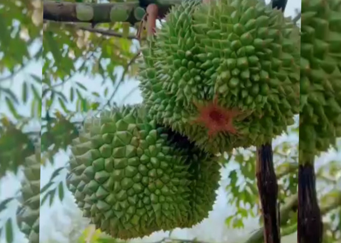 Pohon Durian Tetap Subur Walau Musim Kemarau, Ternyara Begini Cara Merawatnya  