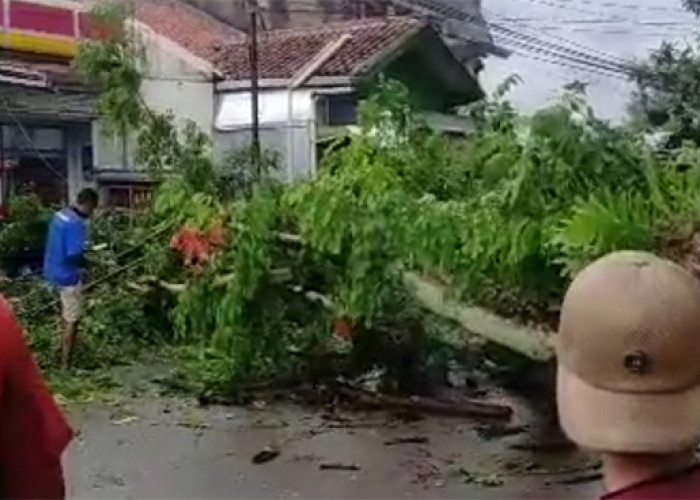 Syarat Klaim Asuransi Pohon Tumbang di Kota Tangerang, Cek di Sini