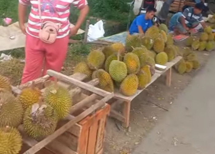 Langsung Dari Petani, Harga Durian Lokal Palembang Bisa Semurah Ini! 