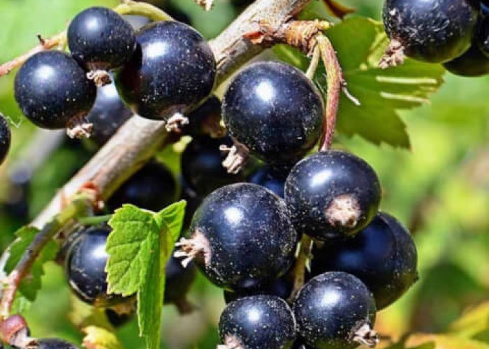 Blackcurrant, Buah yang Kaya Vitamin C Selain Jeruk dan Kiwi