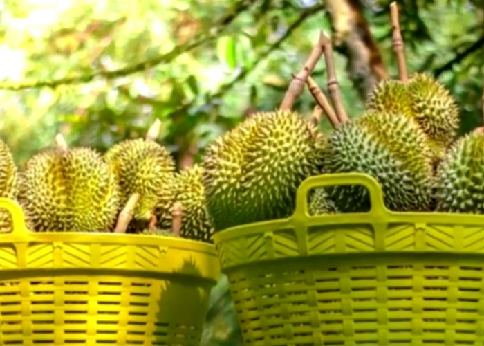 Jangan Tertipu! Ini Durian Musangking Asli, Kenali Ciri-Cirinya Sebelum Membeli