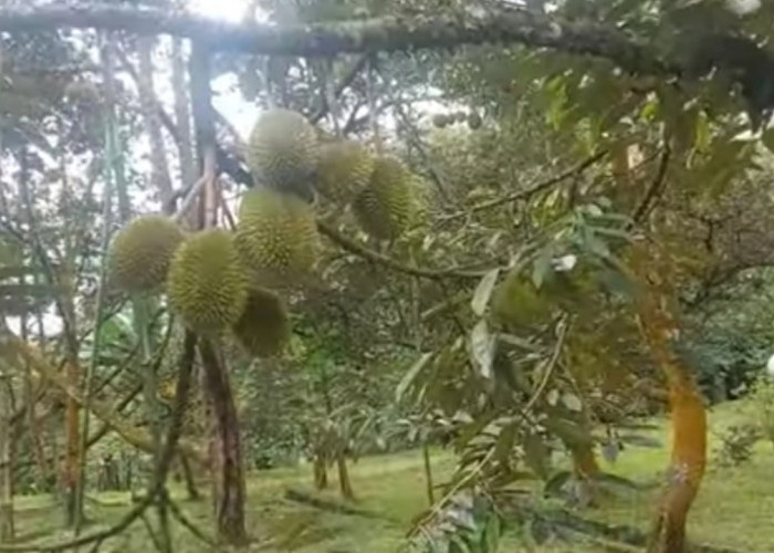 Tanpa Biaya Masuk! Wisata Kebun Durian Bogor Ini Tawarkan Makan Durian Langsung dari Kebunnya