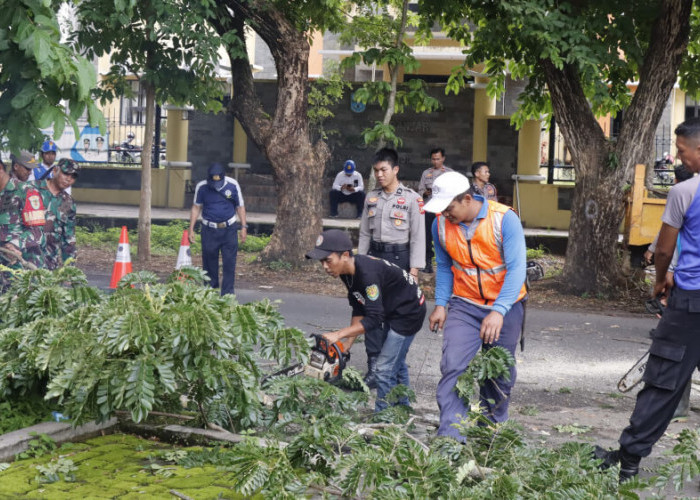 Rawan Pohon Tumbang, Ini yang Dilakukan Petugas Gabungan di Kota Banjar