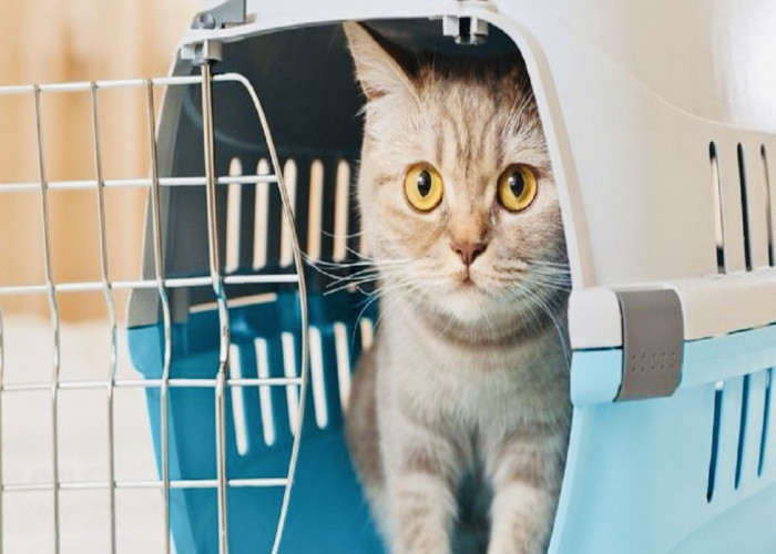 Pecinta Anabul Perlu Tahu Nih, Sterilisasi Pada Kucing Ternyata Banyak Manfaatnya Lho