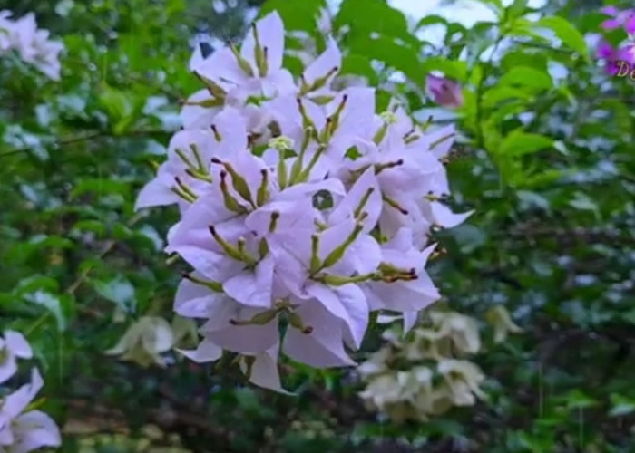 15 Tanaman Hias Outdoor Tahan Cuaca Ekstrem, Pilihan Aman untuk Pekarangan Tropis yang Tetap Estetis