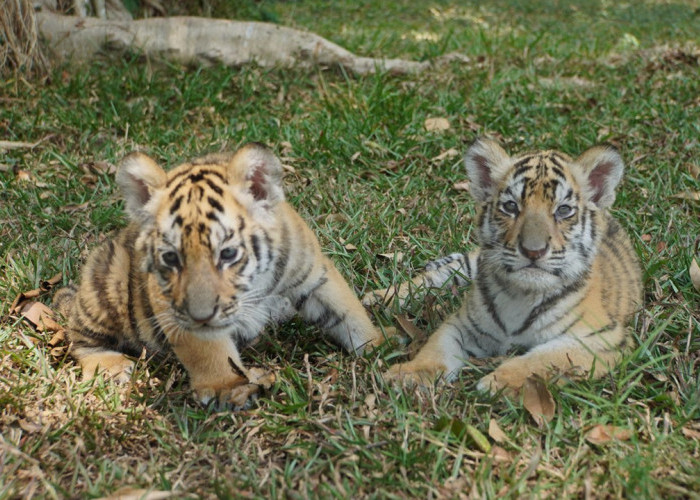 Jelang Akhir Tahun 2024, Taman Safari Indonesia Sambut Tiga Kelahiran Spesial Penguin, Owa dan Harimau