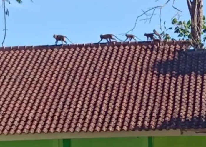 Gerombolan Monyet Liar Serbu Desa Kutawaringin, Warga Salawu Tasikmalaya Resah