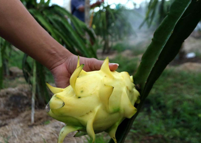 Dari Banyuwangi ke Pasar Lebih Luas, Petani Buah Naga Naik Kelas Berkat Program Klasterku Hidupku BRI