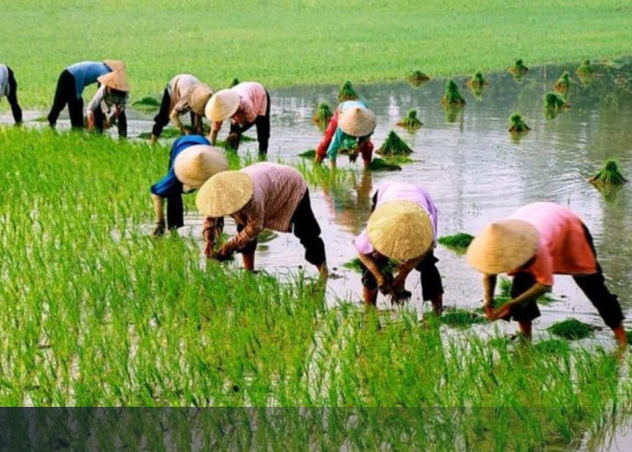 Kementan Luruskan Isu Petani Milenial Digaji: Menjelaskan Potensi Pendapatan, Bukan Gaji