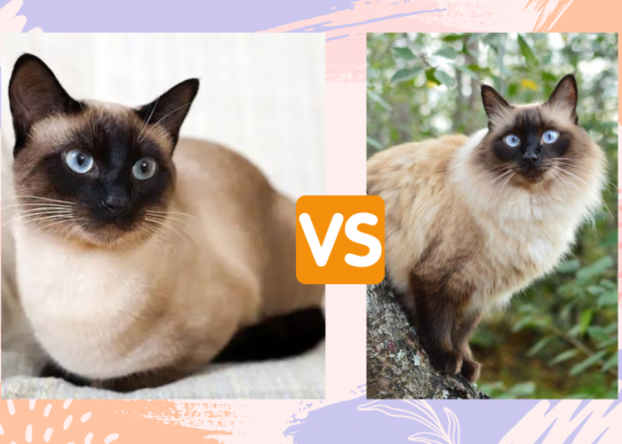 Sering Dianggap Sama, Ternyata Inilah 5 Perbedaan Kucing Bali dan Kucing Siam