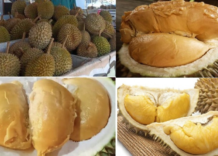 Ngidam Durian? Ini 10 Jenis Durian dengan Karakter Rasa dan Ciri Khasnya, Nomor 7 Namanya Durian Otak Udang