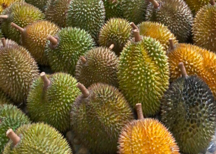 Durian Lokal Tasikmalaya dari Sukaraja dan Karangnunggal Walau Ukurannya Mungil  Rasanya Legitnya Nagih