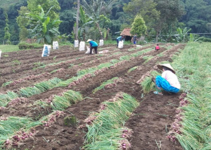 Rahasia Sukses Meningkatkan Kesejahteraan Para Petani di Kabupaten Kuningan