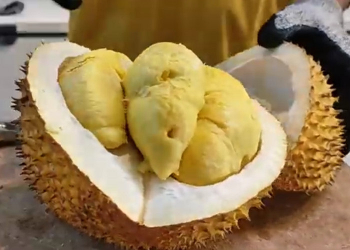 Tak Kalah Dengan Musang King, Durian Tawan Pekalongan Jadi Durian Lokal Premium, Harganya 150 Ribu Perkilo