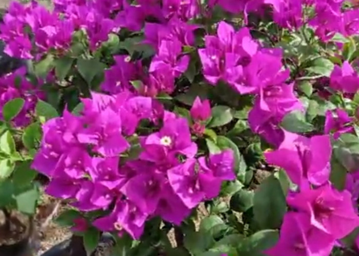 Paling Hits! Bougenville, Tanaman Hias Tahan Panas Yang Rajin Berbunga,Begini Cara Merawatnya Saat Musim Hujan