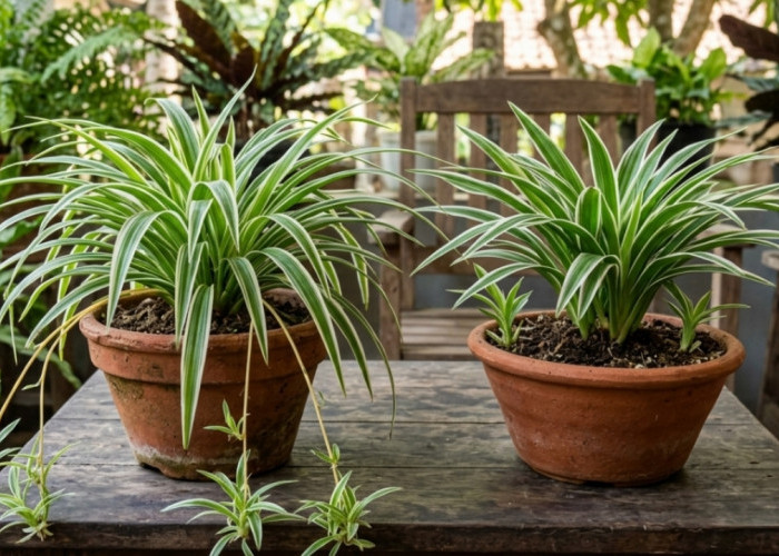 Sering Tertukar! Ini Perbedaan Tabaman Hias Spider Plant dan daun Bulu Ayam 