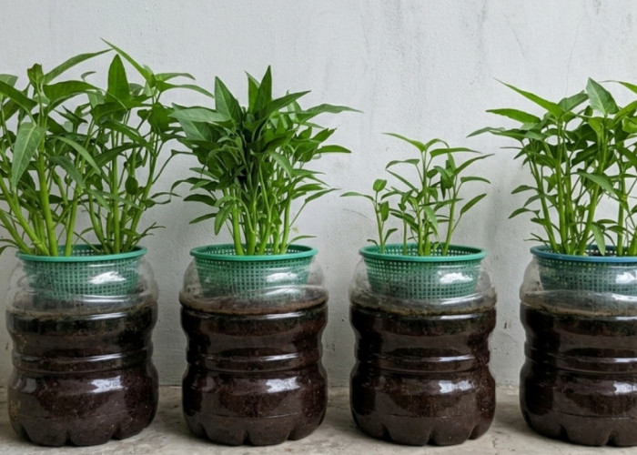 Tanam Kangkung Hidroponik di Rumah, Modal Sederhana, Panen Bisa Cepat