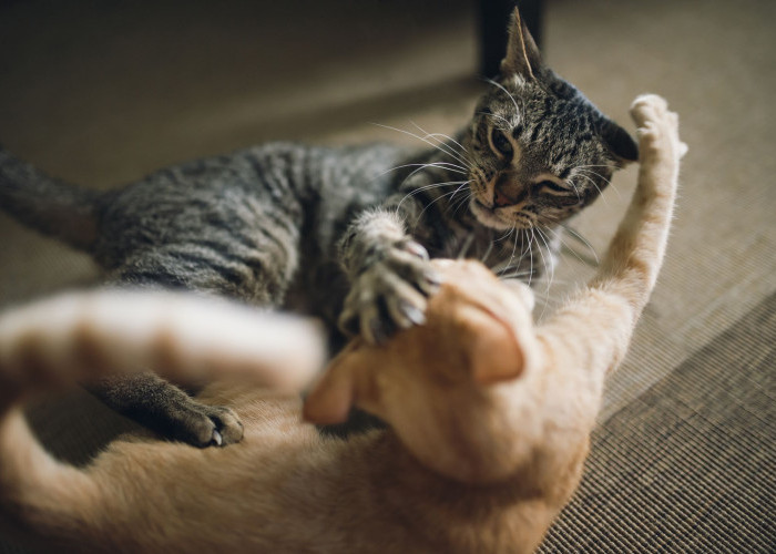 Anabul Perlu Tahu Nih, Ciri-Ciri Kucing Sedang Berkelahi atau Bercanda