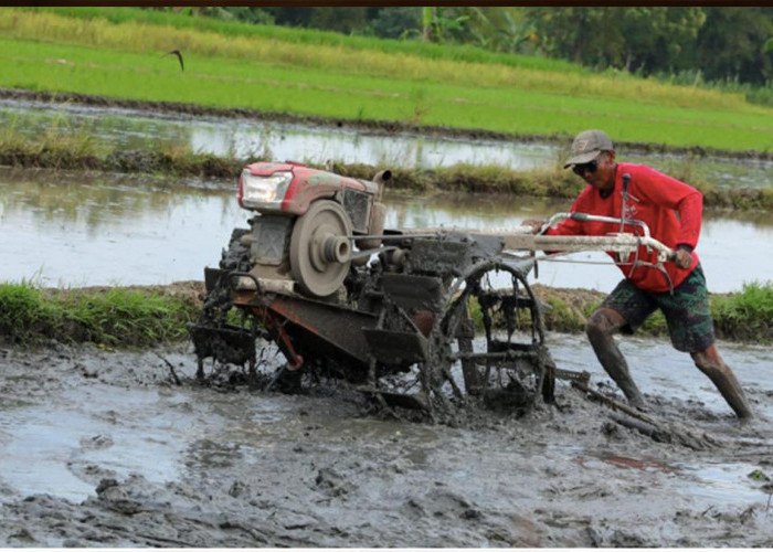 Patut Diacungi Jempol, Penyaluran KUR Pertanian Per Oktober 2022 Sudah Berhasil Melampaui Target  