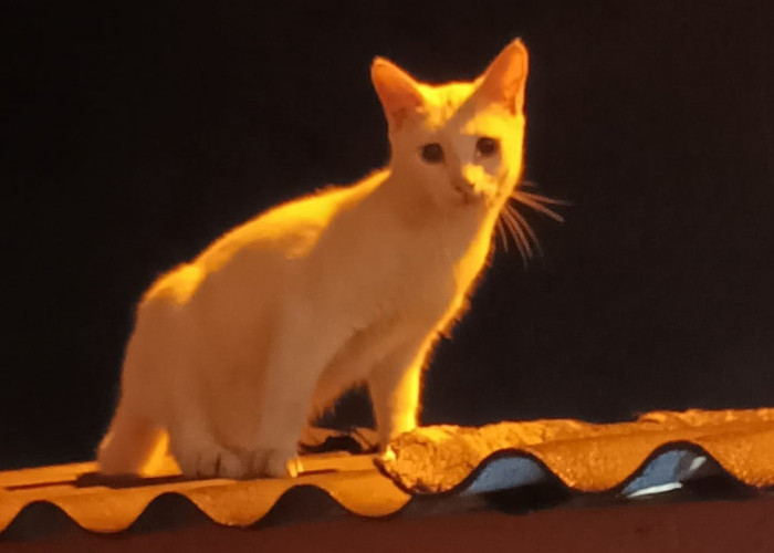 Tanda Sial atau Sekadar Mitos? Ini Arti Kucing Mati di Dalam Rumah