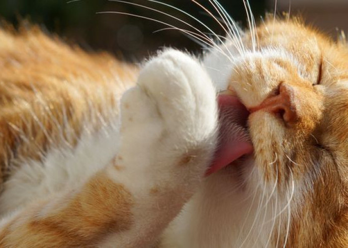 Cara Agar Kucing Mengeluarkan Bulu Atau Benda Asing yang Tertelan Agar Terhindar Dari HairBall