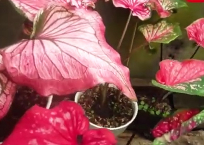 Keladi Infinity Makin Diburu Kolektor, Ini Cara Rawat Simpel Biar Daunnya Makin Cantik