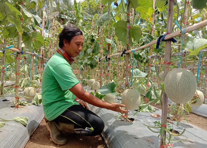 Sensasi Beli Buah Melon Petik Langsung dari Pohonnya di Hades Agrikultur Cibeurem Kota Tasikmalaya