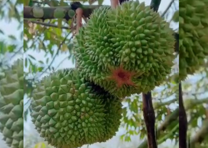 Durian Bawor dan Musang King Gagal Berbuah? Coba Jenis Durian Ini! 