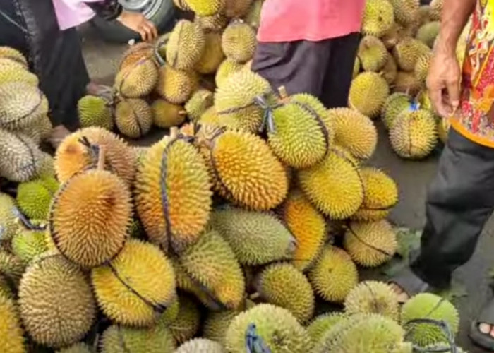 Murah Banget! Durian Lokal Pekalongan di Pasar Doro Dijual Mulai Rp 10 Ribu Perbuah