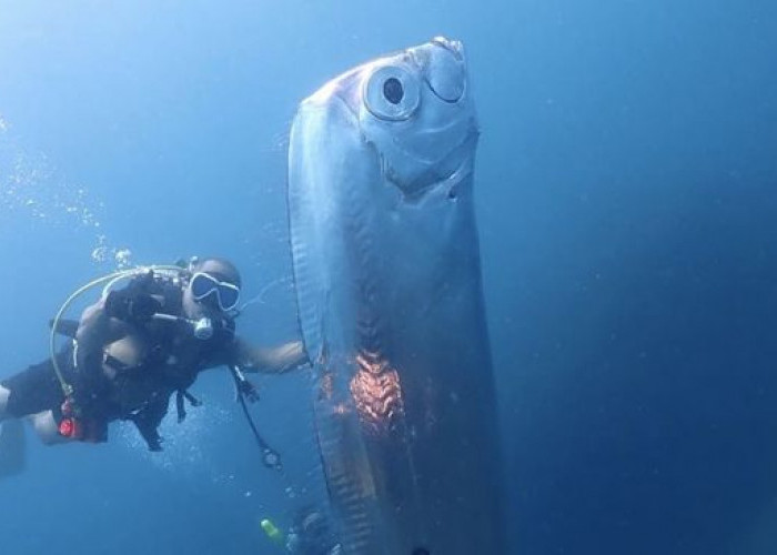Viral Video Kemunculan 'Ikan Kiamat' Raksasa Tubuh Berlubang, Ikan Oarfish Menakutkan dengan Mitosnya