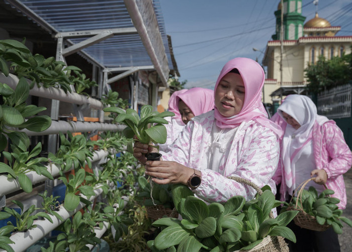 Program BRInita Sulap Lahan Sempit Jadi Urban Farming yang Produktif