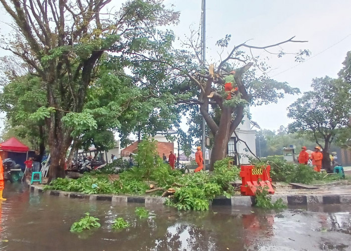 Didominasi Pohon Tumbang! BPBD Kota Tasikmalaya Catat 26 Bencana Hidrometeorologi