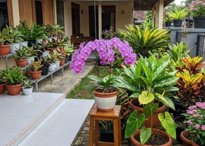 Halaman Sempit Bisa Jadi Taman Cantik, Begini Cara Warga Desa Menata Tanaman Hias Agar Tetap Rapi dan Asri